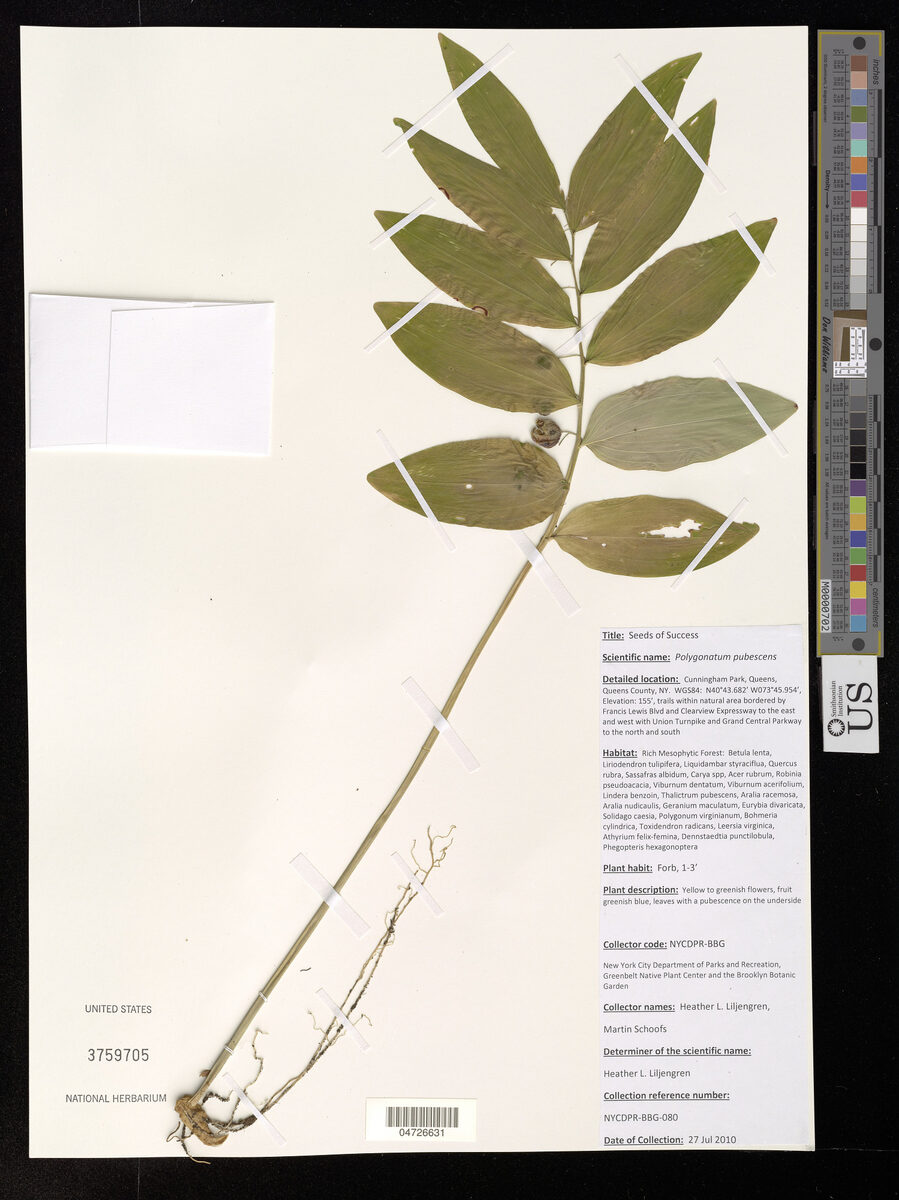 Polygonum pubescens