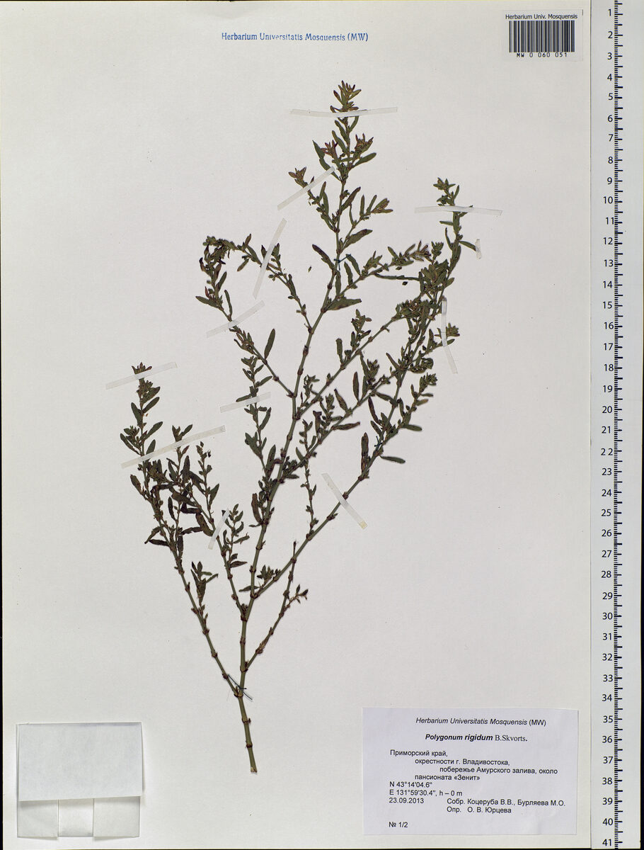 Polygonum rigidum — photo