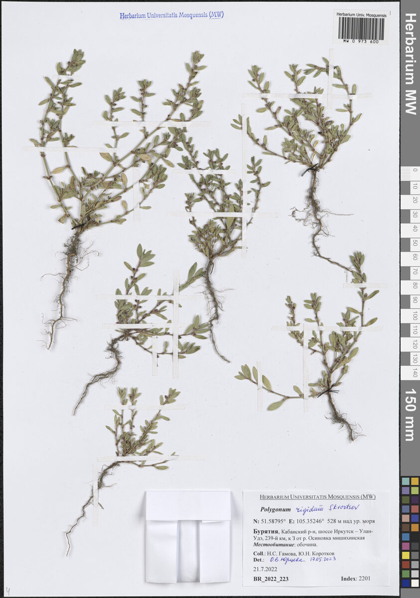Polygonum rigidum