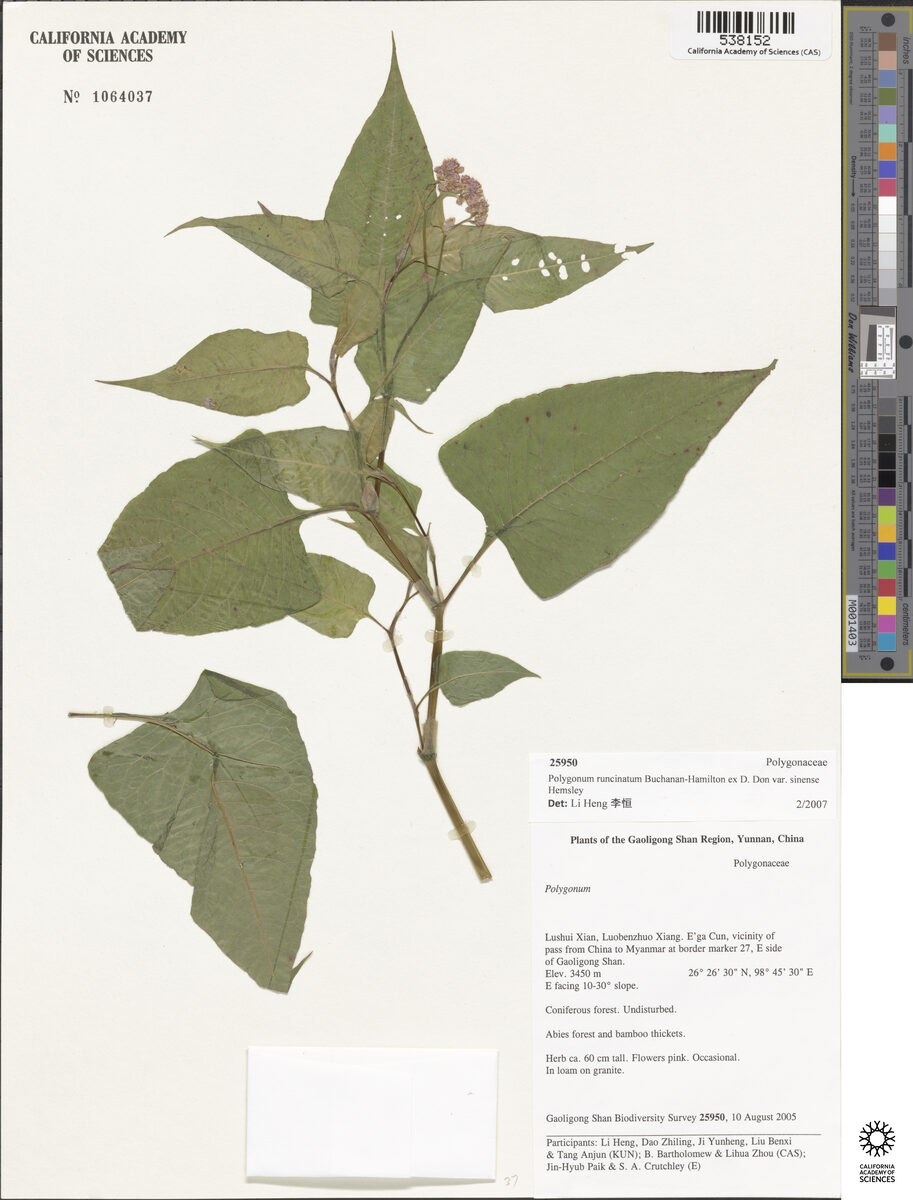 Polygonum runcinatum var. sinense — photo