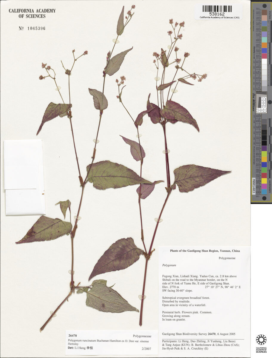 Polygonum runcinatum var. sinense — photo