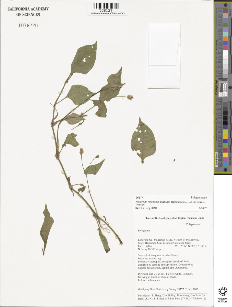 Polygonum runcinatum var. sinense