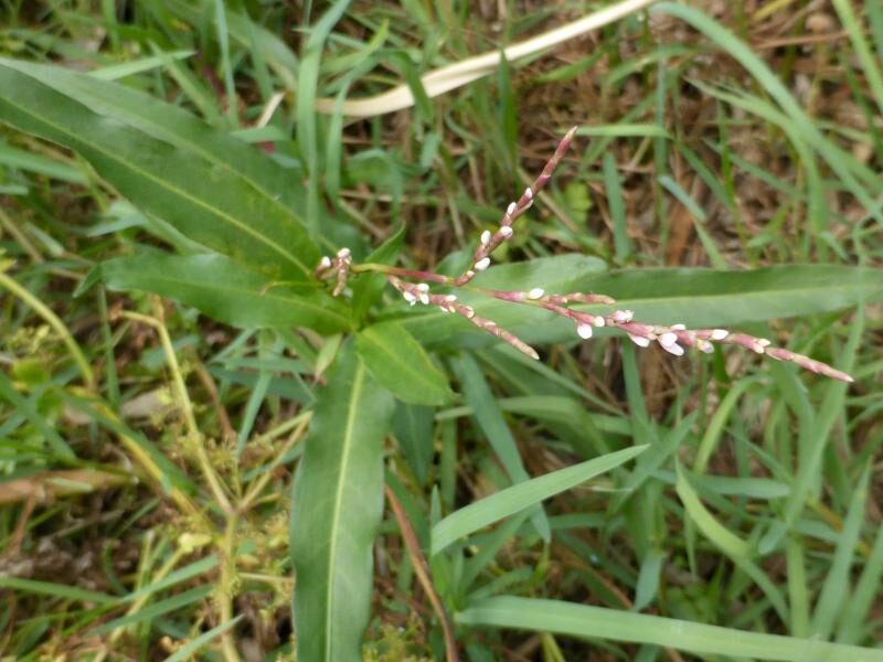 Polygonum salicifolium (Knotweed) — photo