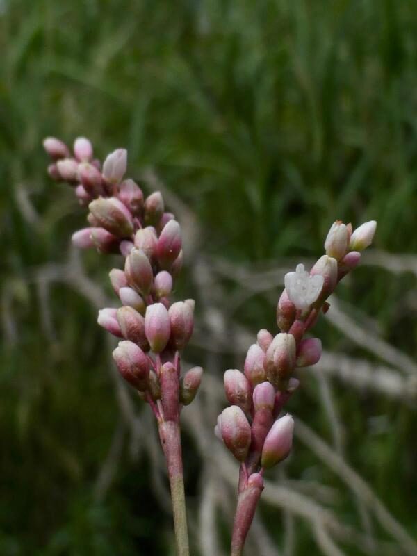 Polygonum salicifolium (Knotweed) — photo