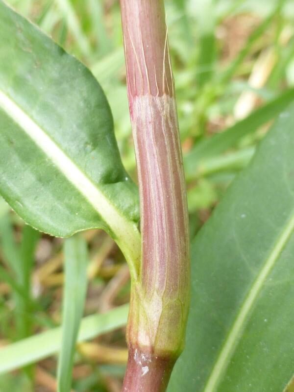 Polygonum salicifolium
