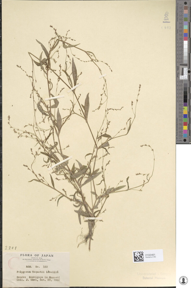 Polygonum taquettii
