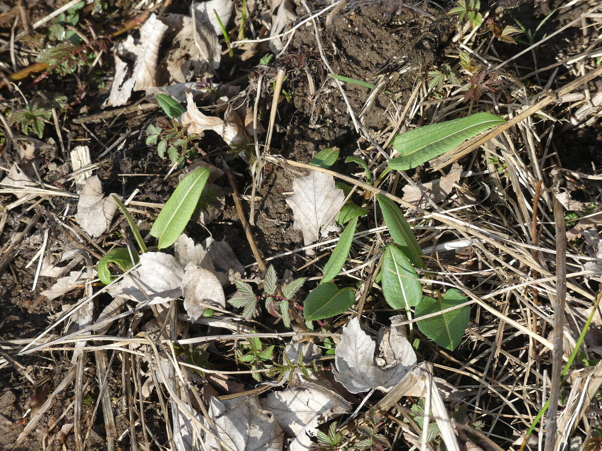 Polygonum viviparum (Alpine Bistort) — photo