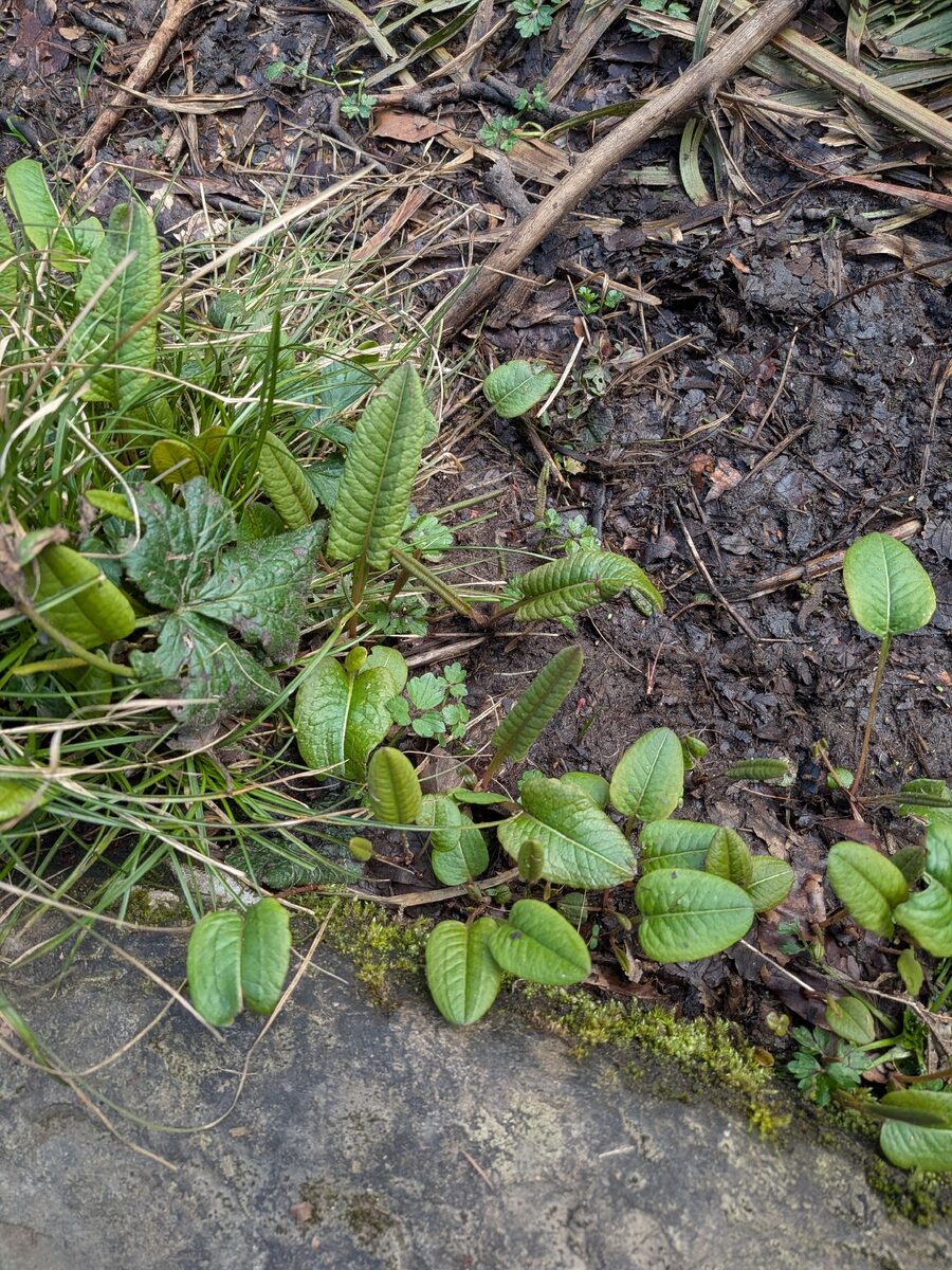 Polygonum viviparum (Alpine Bistort) — photo