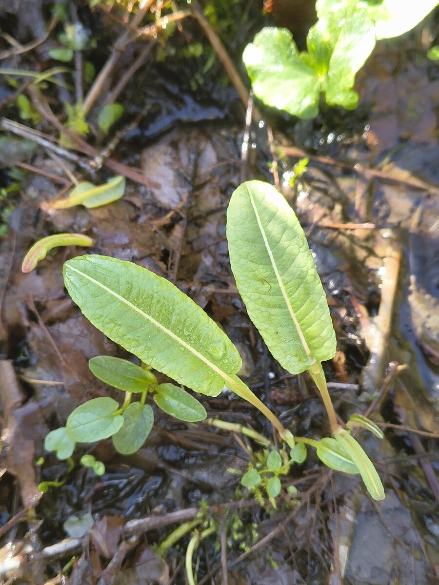 Polygonum viviparum