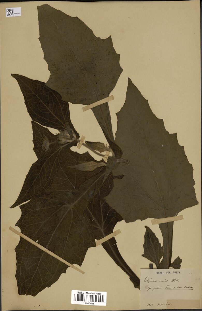 Polymnia edulis (Yacon Strawberry) — photo