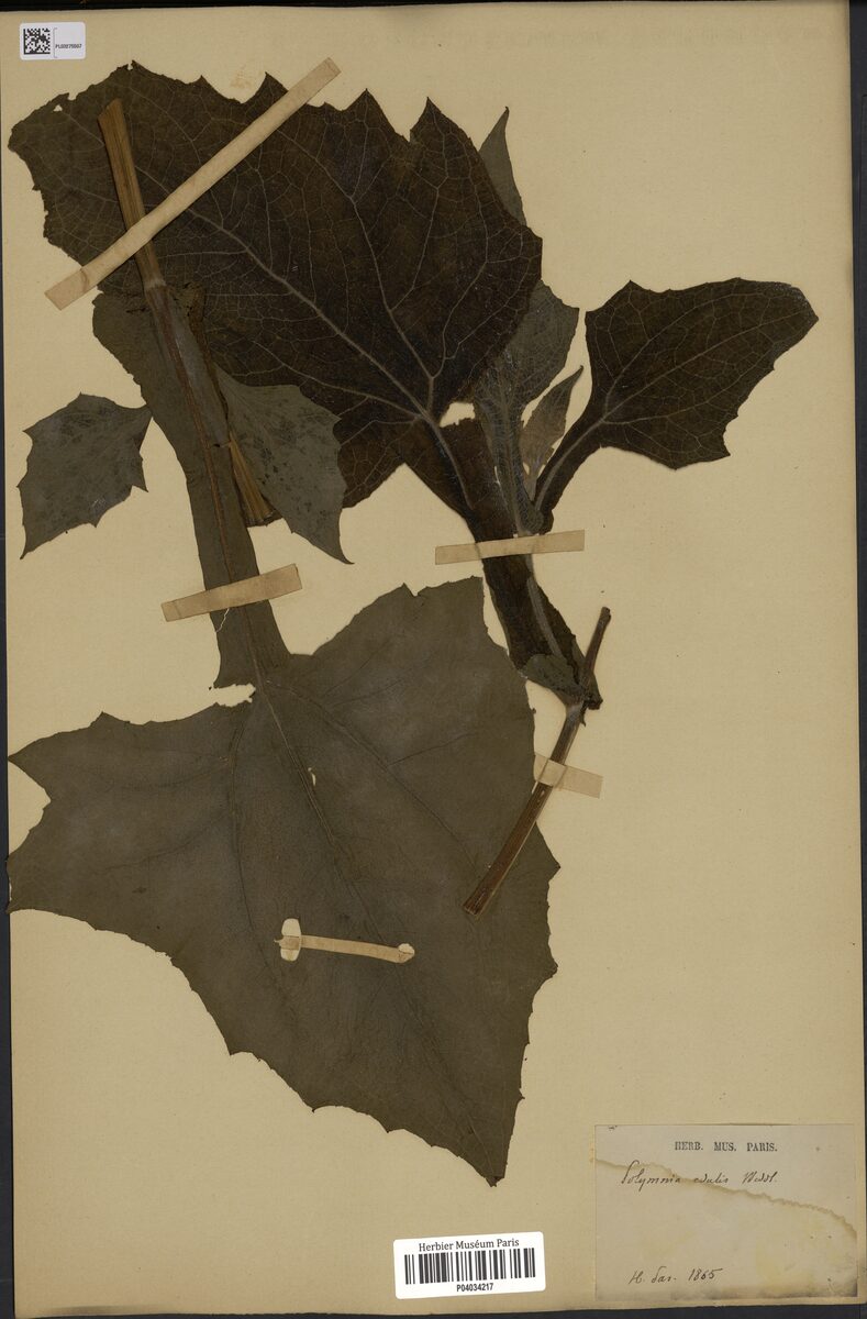 Polymnia edulis (Yacon Strawberry) — photo