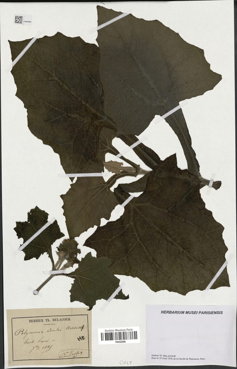 Polymnia edulis