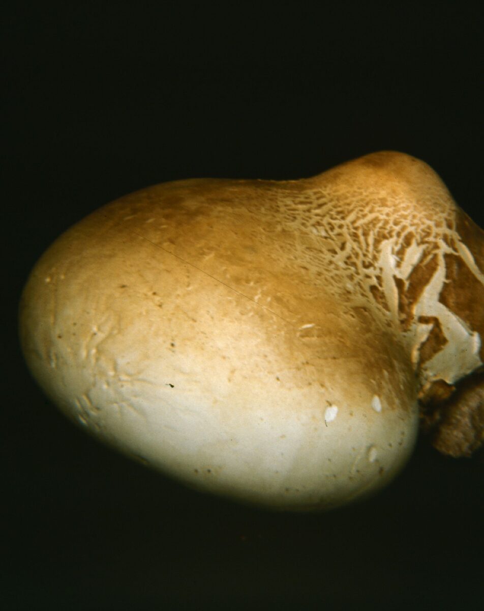 Polyporus betulinus