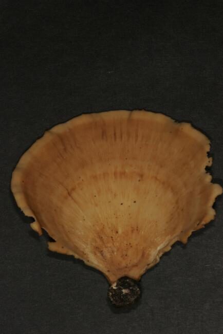 Polyporus grammocephalus — photo