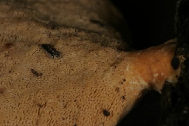 Polyporus grammocephalus — photo