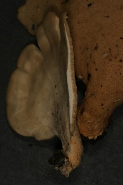 Polyporus grammocephalus