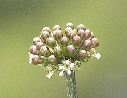 Polyscias filicifolia (Fern-leaf Aralia) — photo