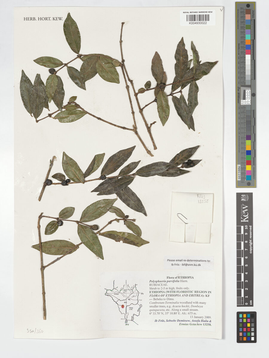 Polysphaeria parvifolia — photo