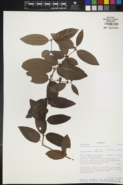 Polysphaeria parvifolia — photo