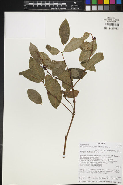 Polysphaeria parvifolia