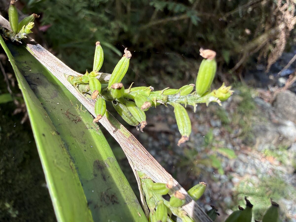 Polystachya spp — photo
