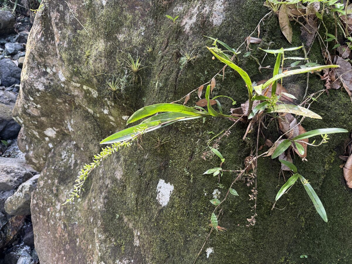Polystachya spp — photo