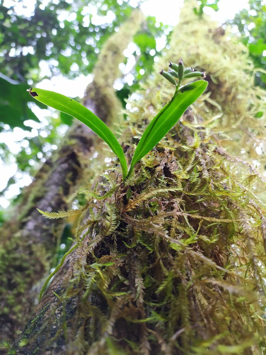 Polystachya spp