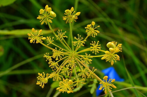 Polytaenia nuttallii (Nuttall's prairie parsley) — photo