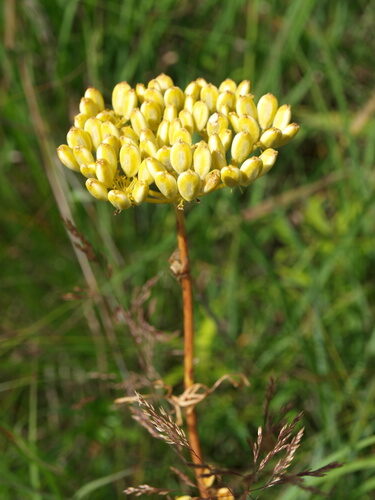 Polytaenia nuttallii (Nuttall's prairie parsley) — photo