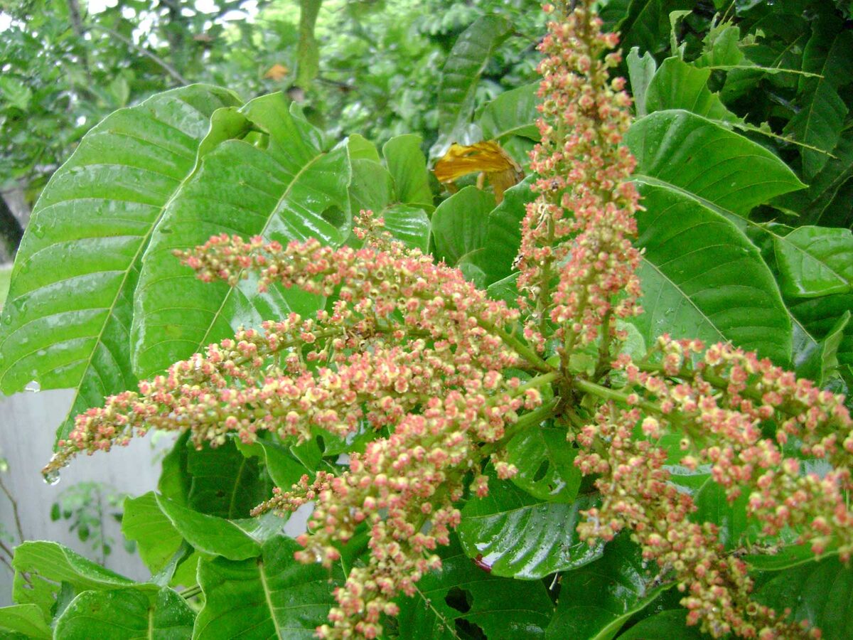 Pometia pinnata (Ton) — photo