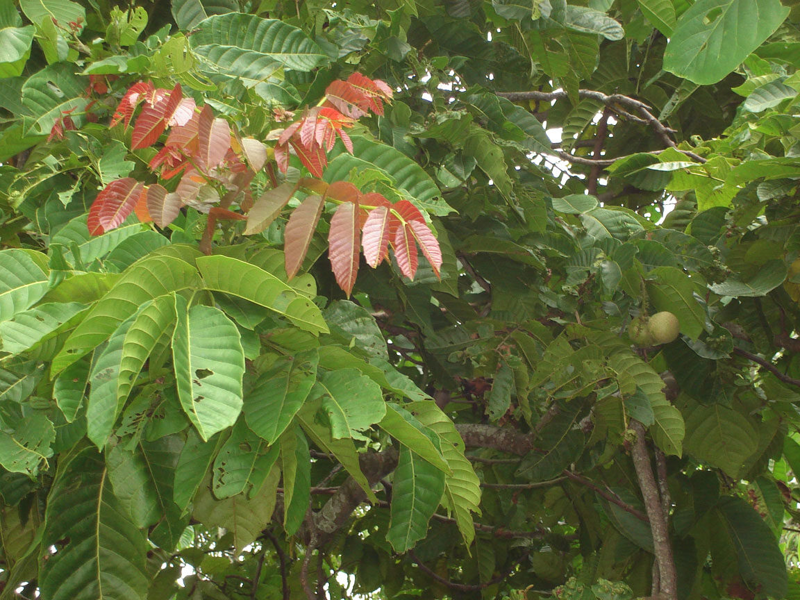Pometia pinnata (Ton) — photo