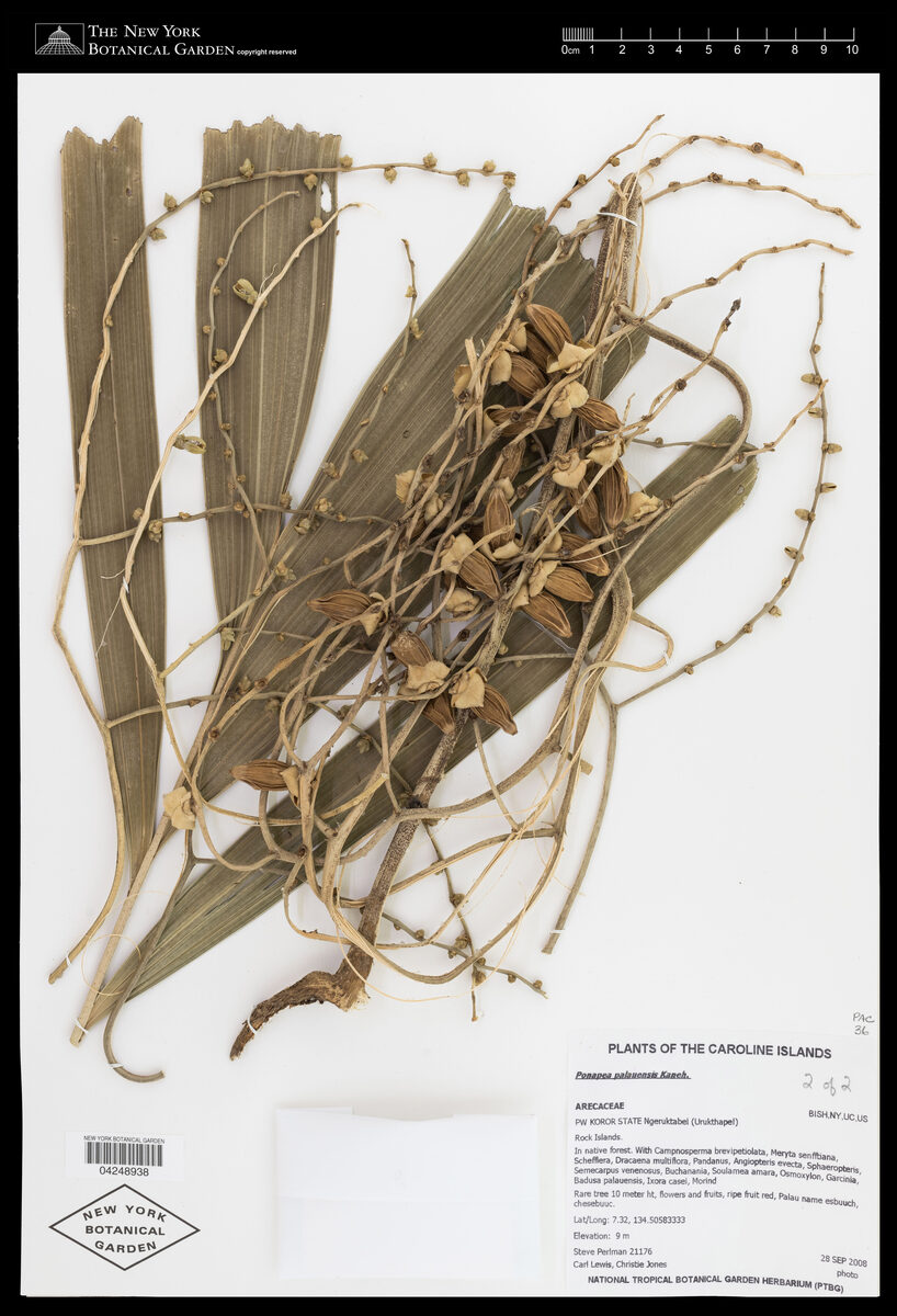 Ponapea palauensis — photo
