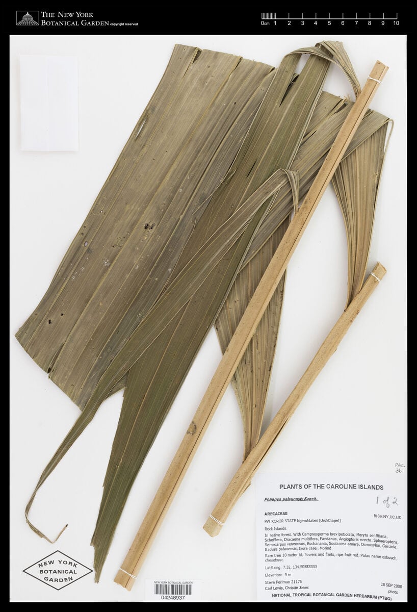 Ponapea palauensis — photo