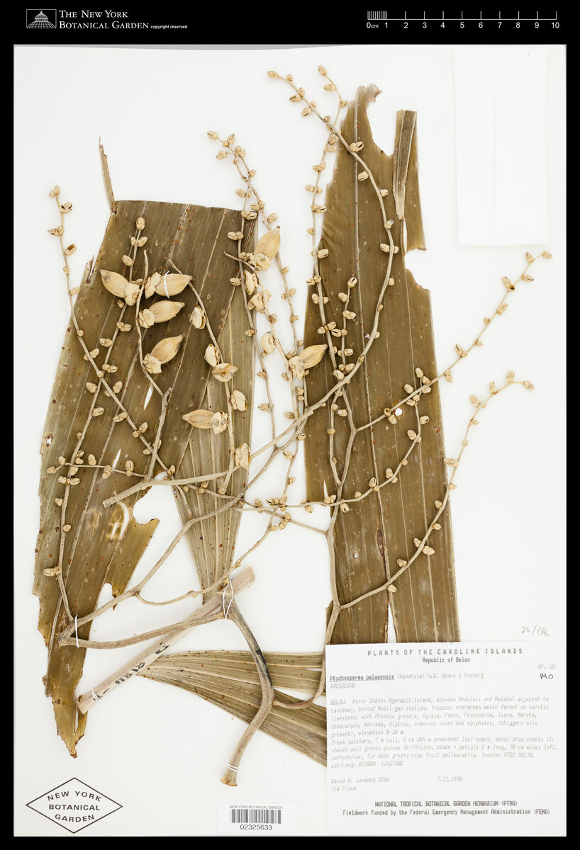 Ponapea palauensis