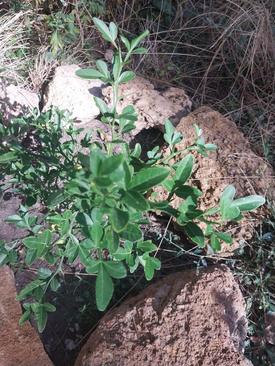 Poncirus trifoliata - (L.)Raf. (Bitter Orange) — photo