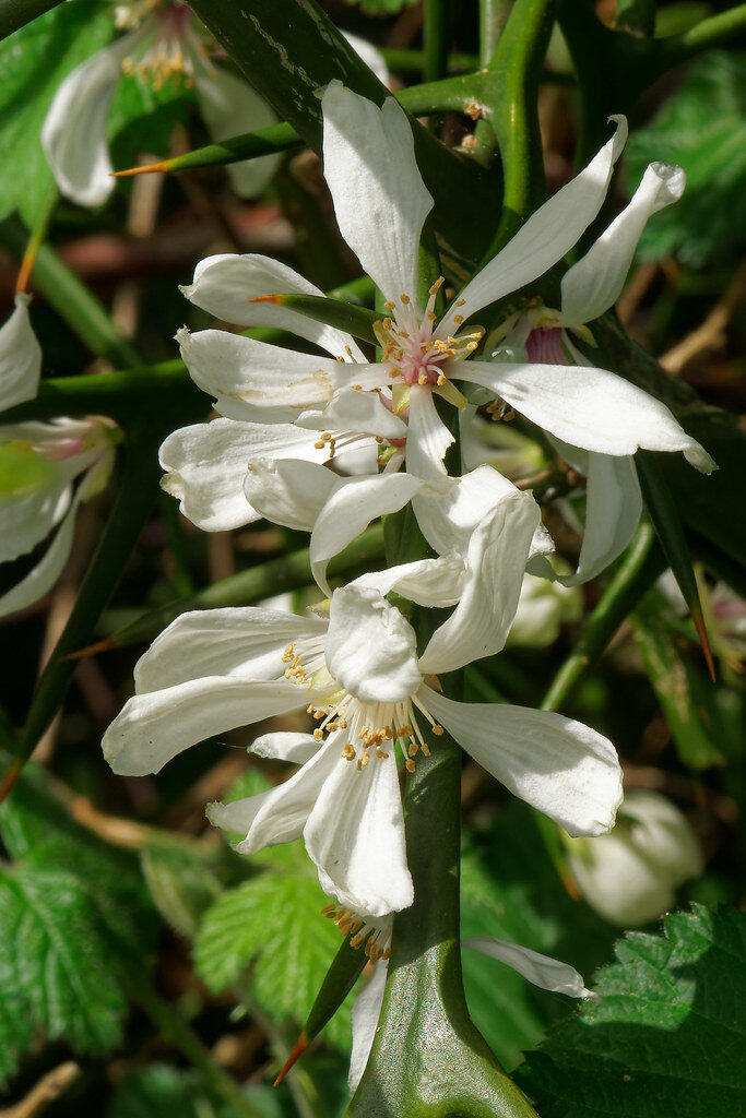 Poncirus trifoliata - (L.)Raf. (Bitter Orange) — photo