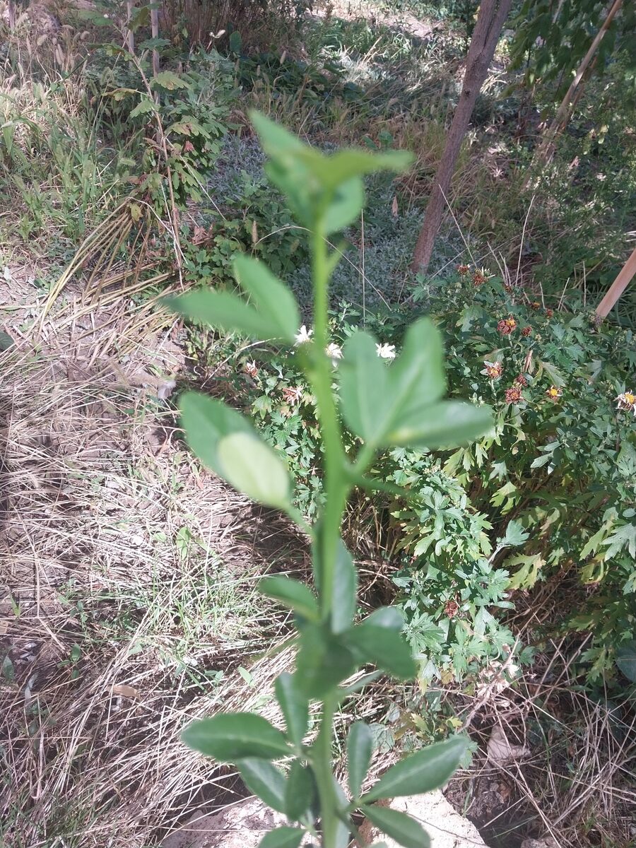 Poncirus trifoliata - (L.)Raf.