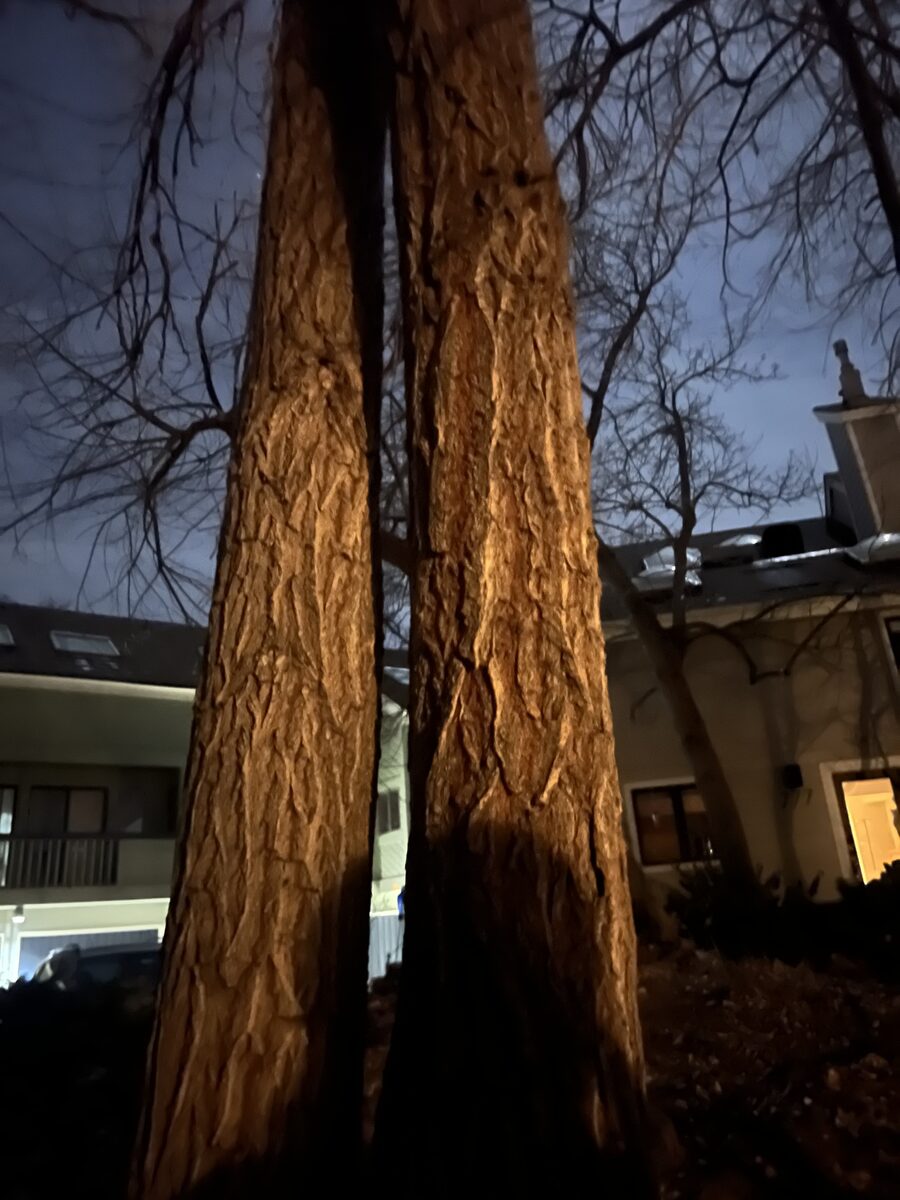 Populus deltoides monilifera - (Aiton.)Eckenw. (Plains Cottonwood) — photo