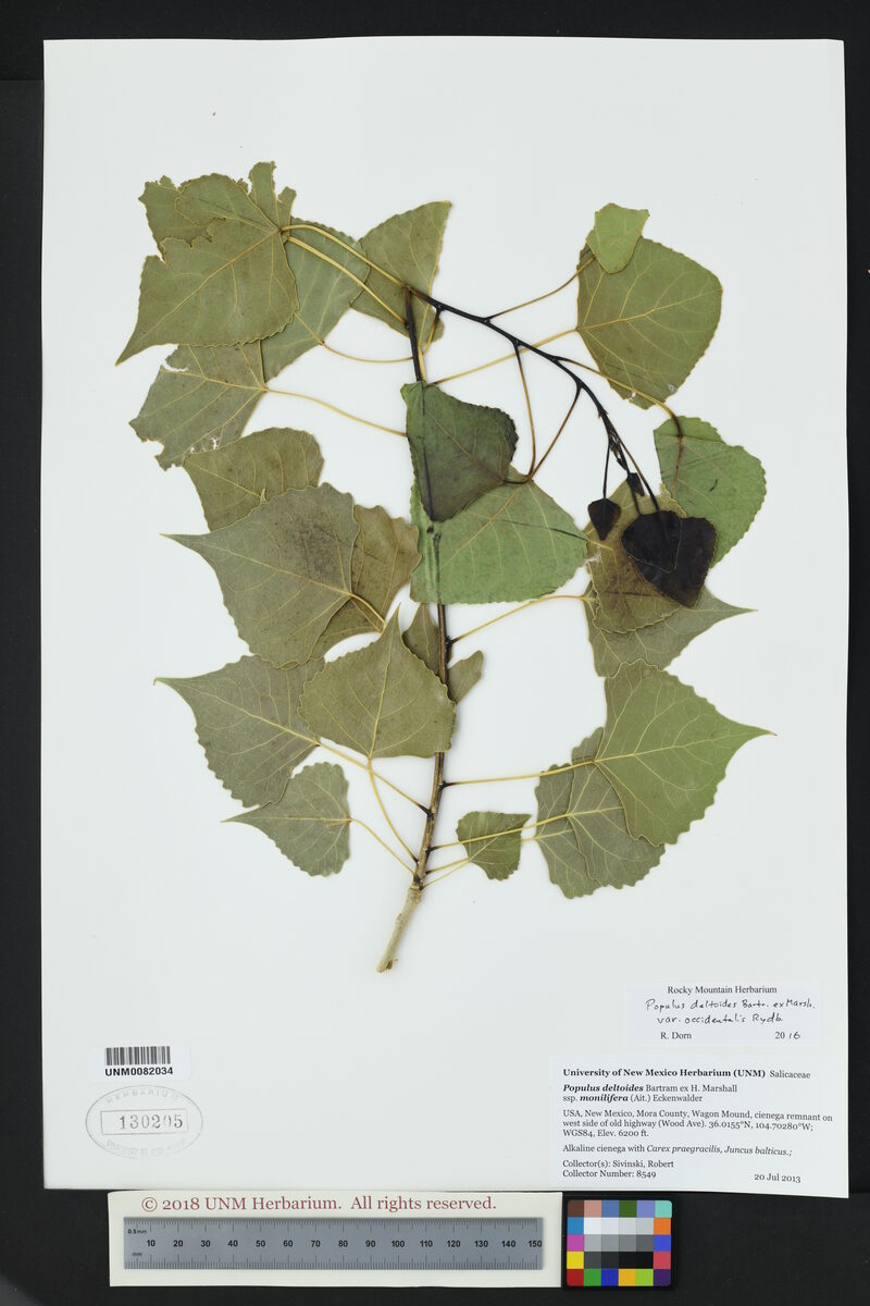 Populus deltoides var. occidentalis (Plains cottonwood) — photo