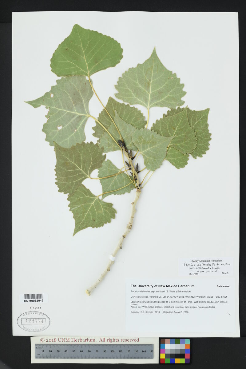 Populus deltoides var. occidentalis (Plains cottonwood) — photo