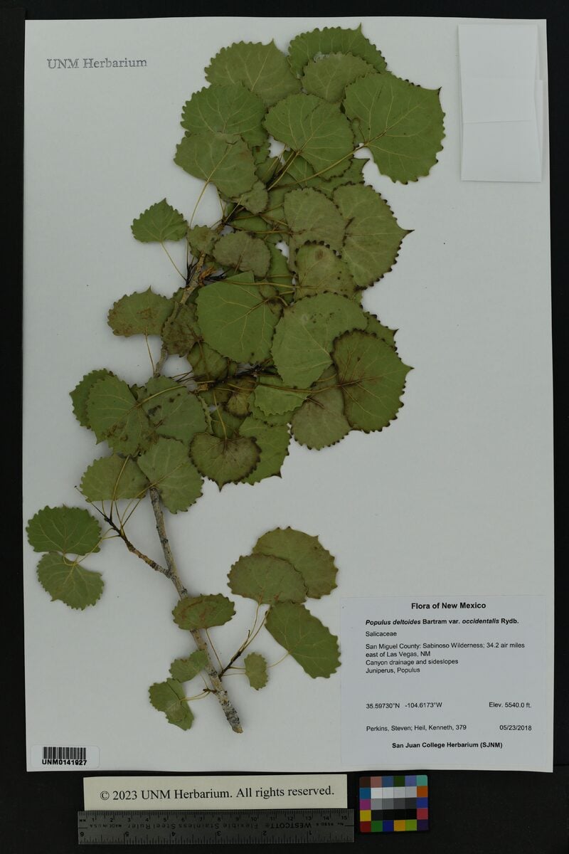Populus deltoides var. occidentalis