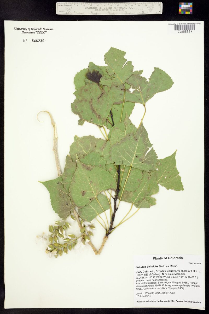 Populus deltoides var. wislizenii