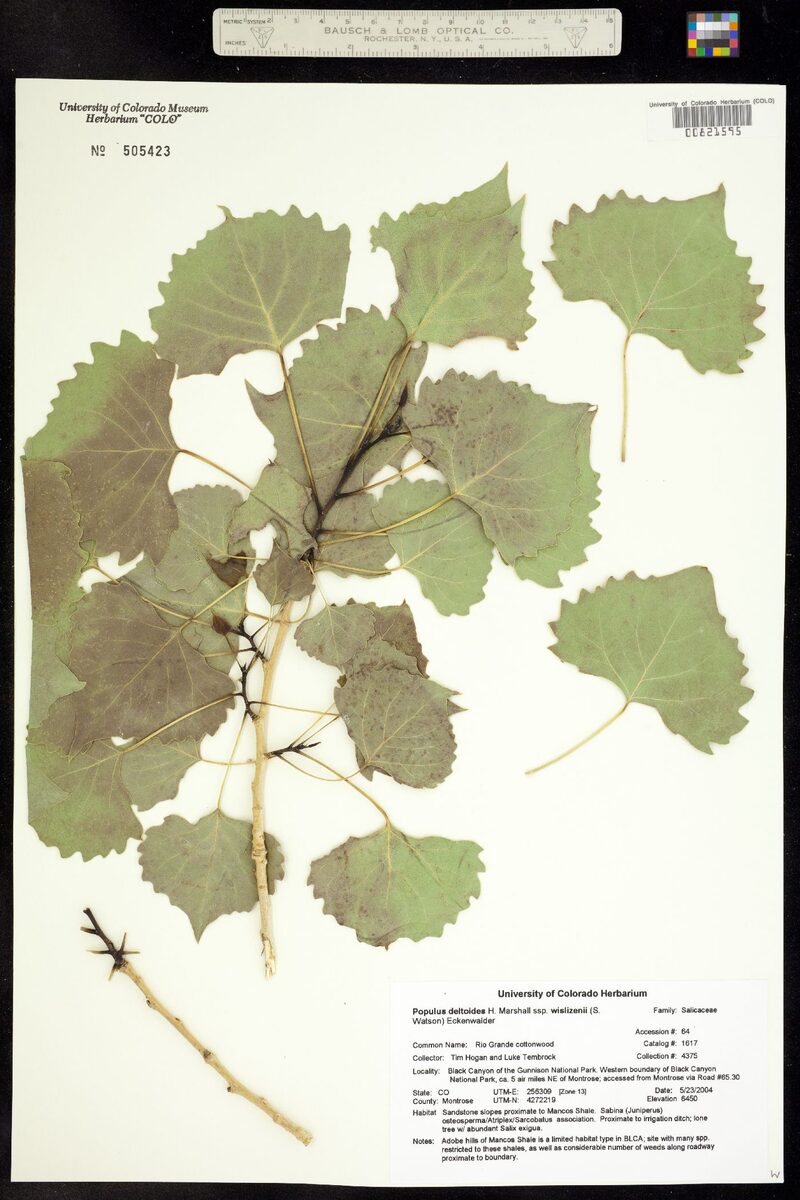 Populus deltoides wislizenii - (S.Watson.)Eckenw. (Rio Grande Cottonwood) — photo