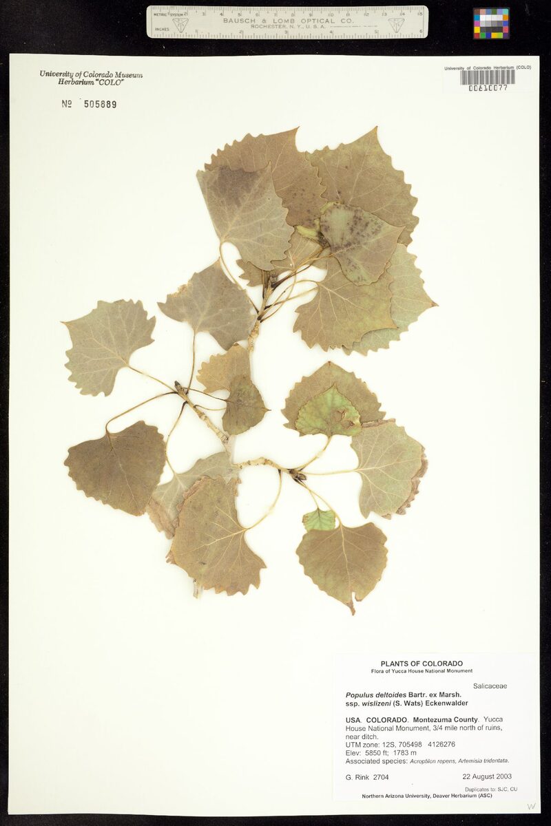 Populus deltoides wislizenii - (S.Watson.)Eckenw. (Rio Grande Cottonwood) — photo