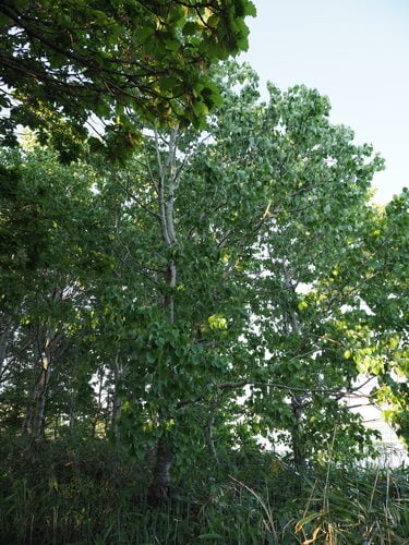 Populus sieboldii (Japanese Aspen) — photo