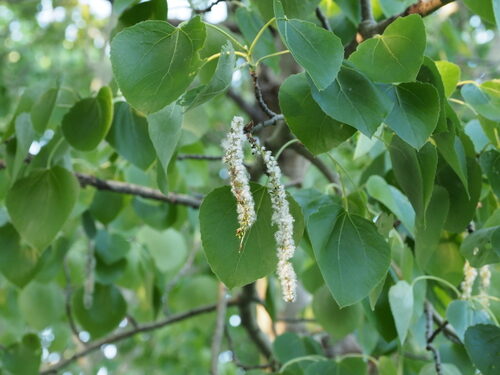 Populus sieboldii