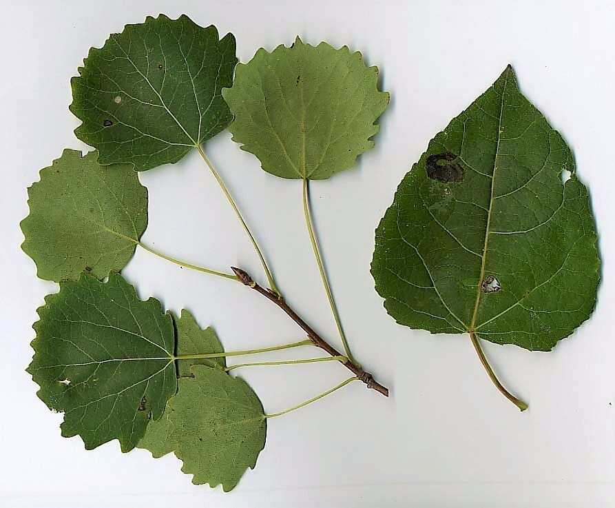 Populus tremula (Aspen) — photo