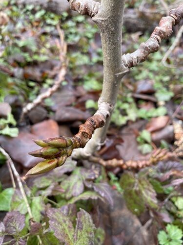 Populus trichocarpa (Western Balsam Poplar) — photo