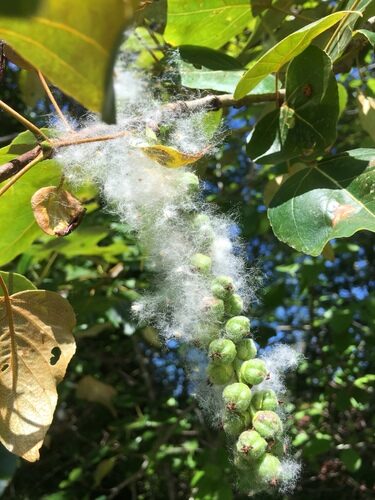 Populus trichocarpa (Western Balsam Poplar) — photo