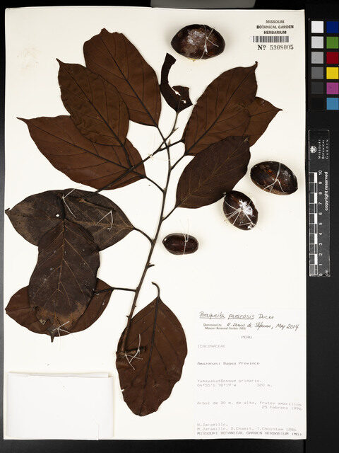 Poraqueiba paraensis (Umari) — photo